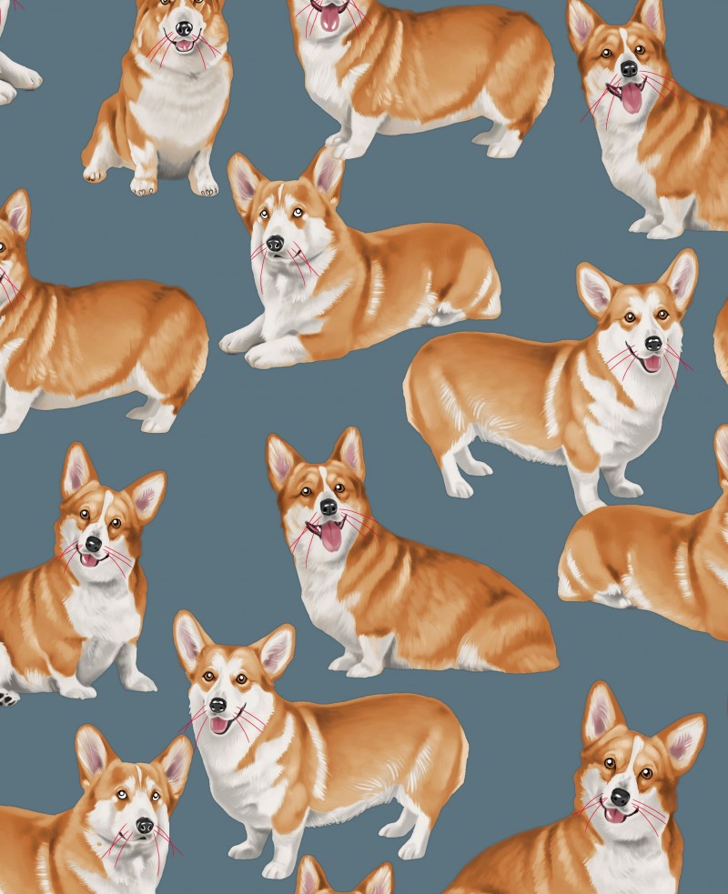 Corgie