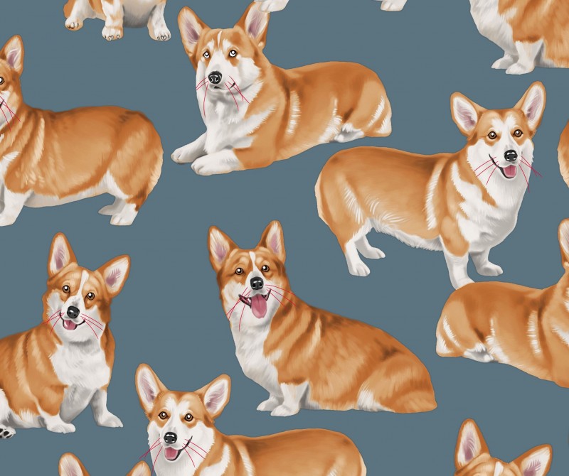 Corgie