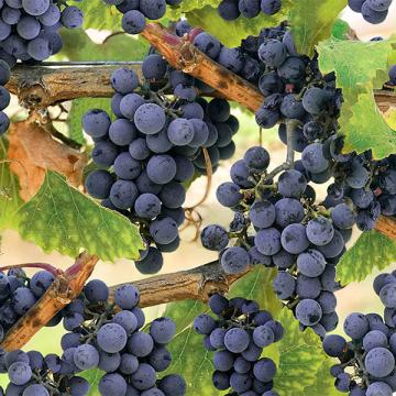 Blaue Weintrauben - 1 Stück = 1,90 Meter