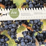 Blaue Weintrauben - 1 Stück = 1,90 Meter