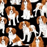 Cavalier King Charles Spaniel