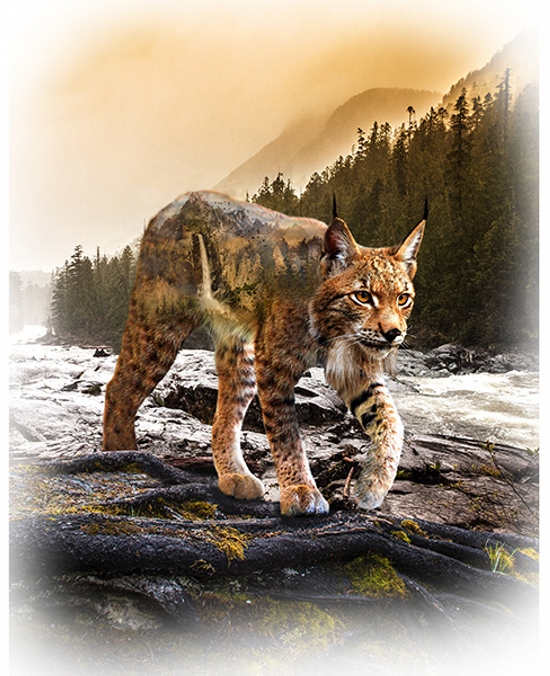 Luchs Panel