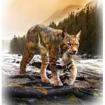 Luchs Panel