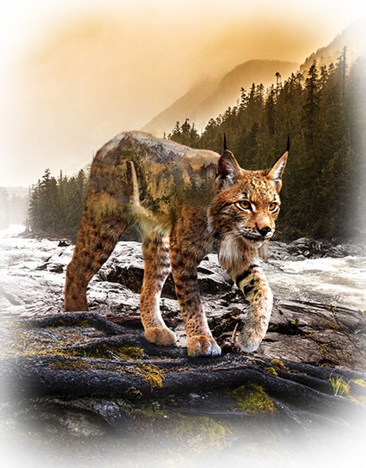 Luchs Panel