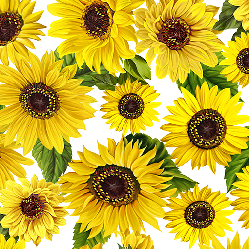 Sonnenblumen auf weißem Grund - 1 Stück = 3,00 Meter