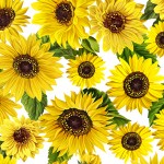 Sonnenblumen auf weißem Grund - 1 Stück = 3,00 Meter