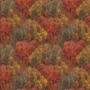 Whitetail Country - Forest Texture