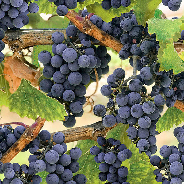 Blaue Weintrauben - 1 Stück = 1,90 Meter